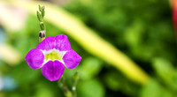 Bellavista Flower1