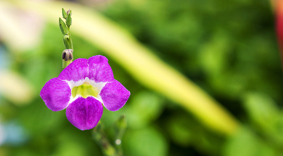 Bellavista Flower1