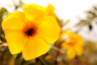 Flower Pollination