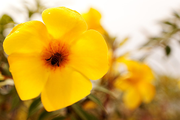 Flower Pollination